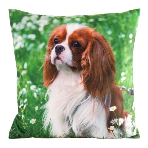 Poszewka Animals 45x45 Cavalier King Charles Spaniel
